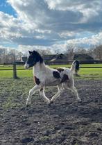 Mooie en brave haflinger x barock pinto hengstveulen Tekoop, Dieren en Toebehoren, Hengst, Minder dan 160 cm, Gechipt, 0 tot 2 jaar