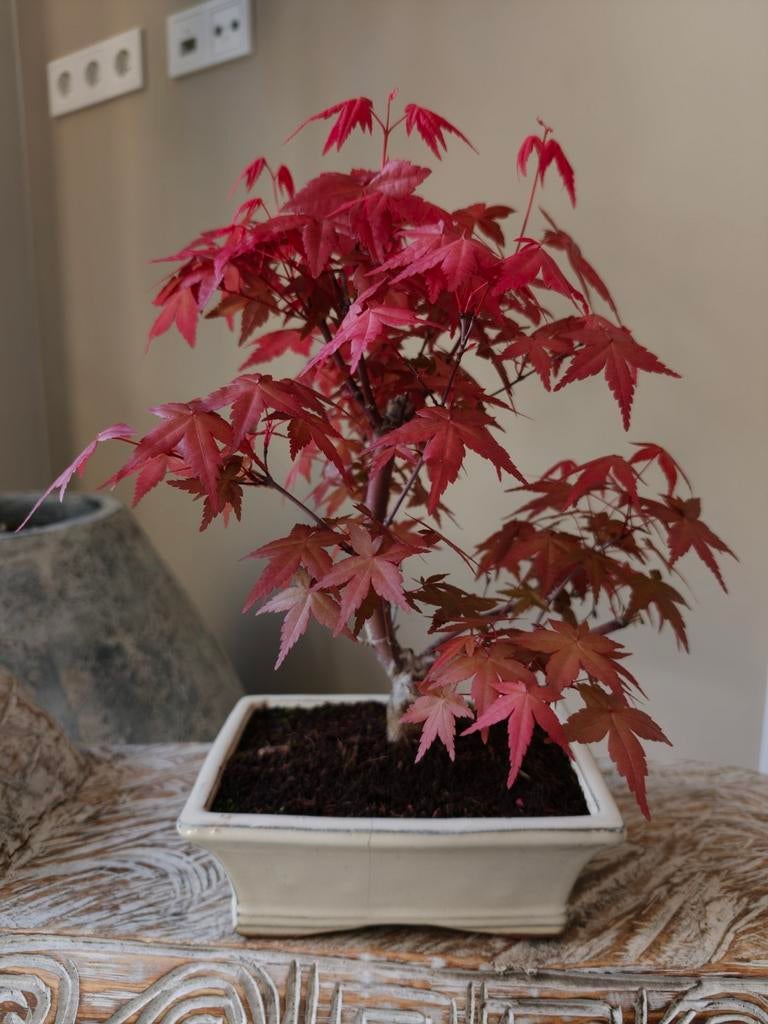 Acer Japanse Esdoorn Deshojo bonsai, Tuin en Terras, Planten | Bomen, In pot, Bloeit niet, Halfschaduw, Minder dan 100 cm