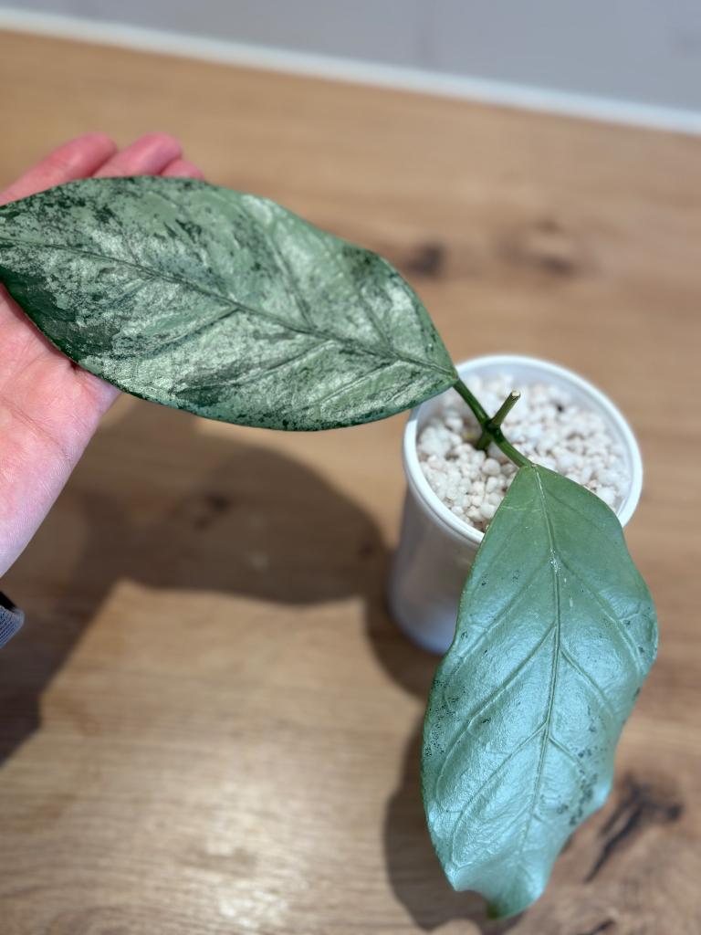 Hoya Coriacea Silver, Huis en Inrichting, Minder dan 100 cm, Bloeiende kamerplant, Groenteplant, Halfschaduw