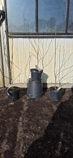 Magnolia soulangeana, Ophalen, Overige soorten, Struik, Minder dan 100 cm