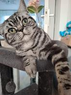 Herplaatsing: Brits korthaar kitten (Silver Tabby Blotched), Dieren en Toebehoren, Katten en Kittens | Raskatten | Korthaar, Kater