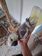 Tamme Kaketoe+ kooi, Vrouwelijk, Papegaai, Tam