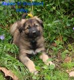 Nestaankondiging Oud Duitse Herder x Tamaskan, Dieren en Toebehoren, Honden | Herdershonden en Veedrijvers, Parvo, 8 tot 15 weken