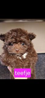 Pompoo puppy s, Dieren en Toebehoren, Honden | Niet-rashonden, 8 tot 15 weken, Meerdere, Meerdere dieren, Klein