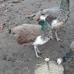 Blauwe pauwhaan kuiken te koop, Dieren en Toebehoren, Pluimvee, Mannelijk, Overige soorten