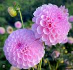 100 dahlia knollen Stolze von Berlin, Ophalen, Voorjaar, Volle zon, Knol