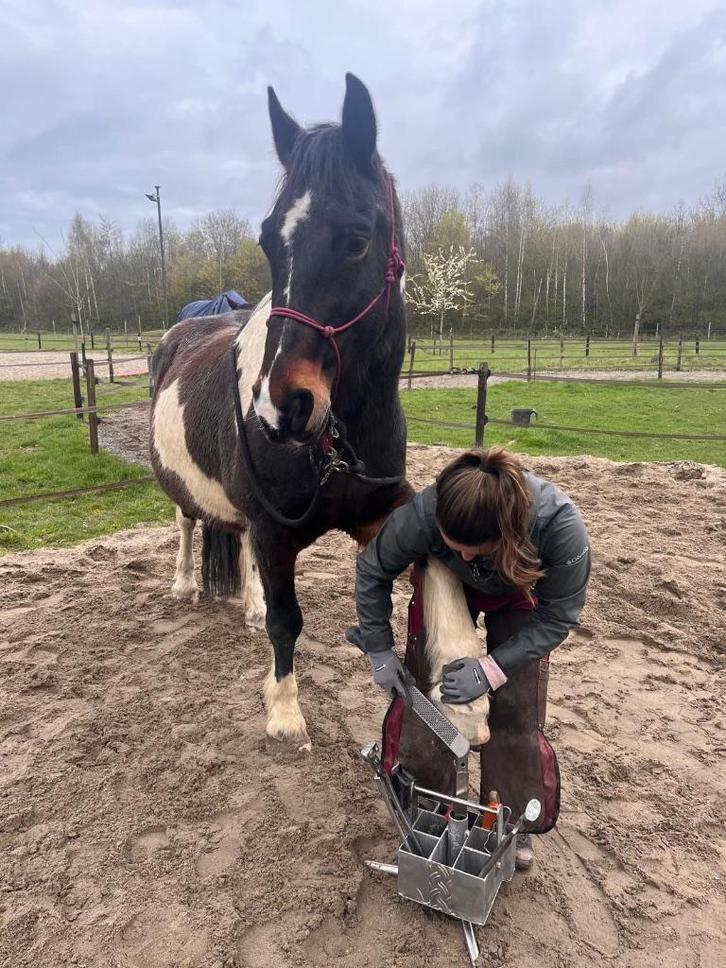 Natuurlijk bekapper / hoefverzorger aangeboden, Diensten en Vakmensen, Dieren | Paarden | Verzorging, Oppas en Les, Verzorging of Verzorgpony's