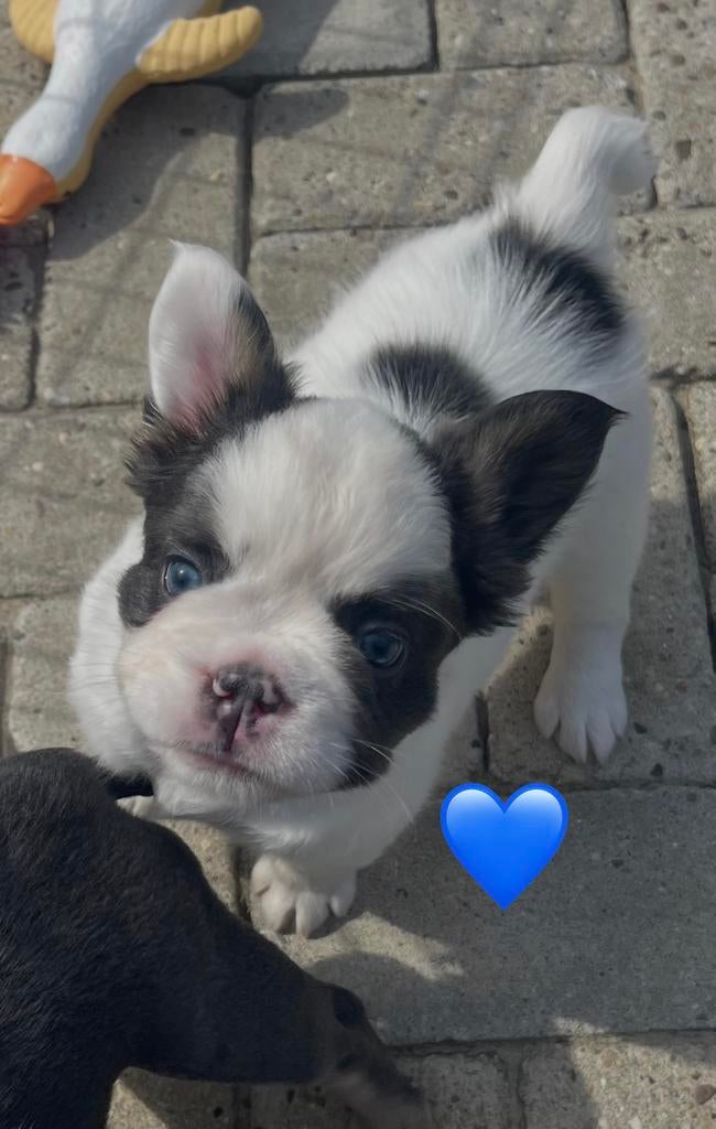 Franse bulldog Blue Tan Fluffy, Dieren en Toebehoren, Reu, Bulldog, Eén hond, Nederland