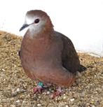 Lemonduiven, Meerdere dieren, Kip