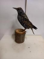 Opgezette spreeuw, Ophalen of Verzenden, Zo goed als nieuw, Vogel, Opgezet dier