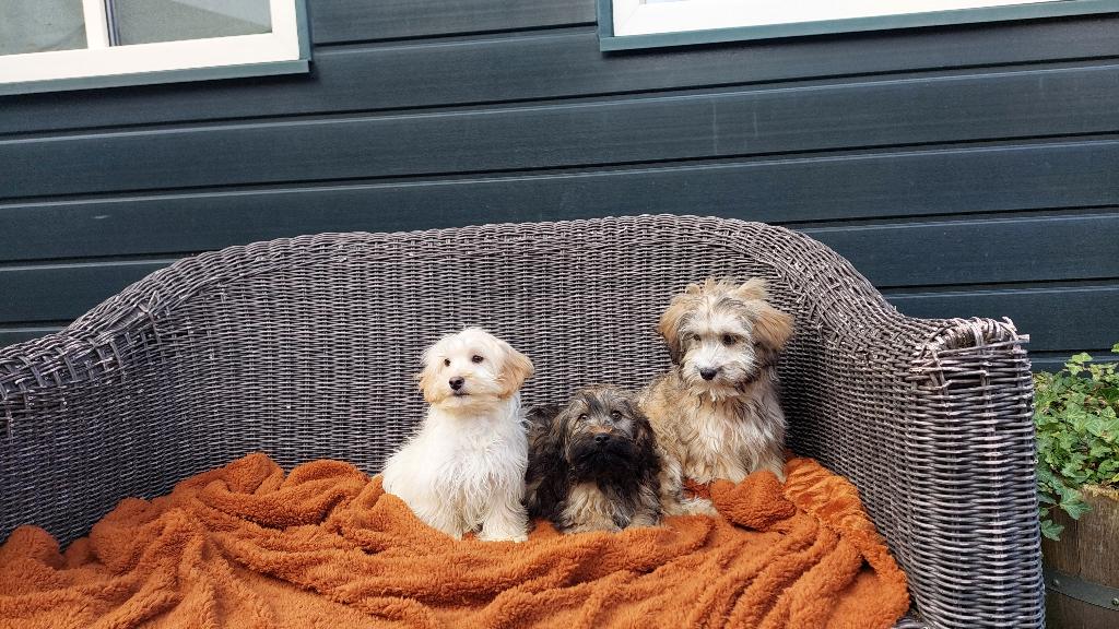 MALTIPOO   PUPS    ( KINDER VRIENDJES  ), Parvo, Nederland, 15 weken tot 1 jaar, Meerdere