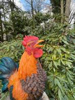 Beeld Haan, tuin, vijver, gazon, boerderij 50cm, Ophalen, Nieuw, Kunststof, Dierenbeeld