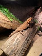 Mooi terrarium 120 x 50 x 50 + baardagaam, Dieren en Toebehoren, Ophalen, Zo goed als nieuw, Terrarium of Paludarium