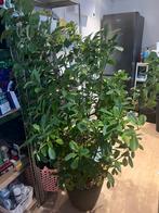 Grote kamerplant, Huis en Inrichting, Kamerplanten, Ophalen, Ficus, Halfschaduw, 150 tot 200 cm