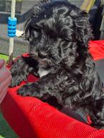 Cockapoo pup teefje, Parvo, Overige rassen, 8 tot 15 weken, Teef