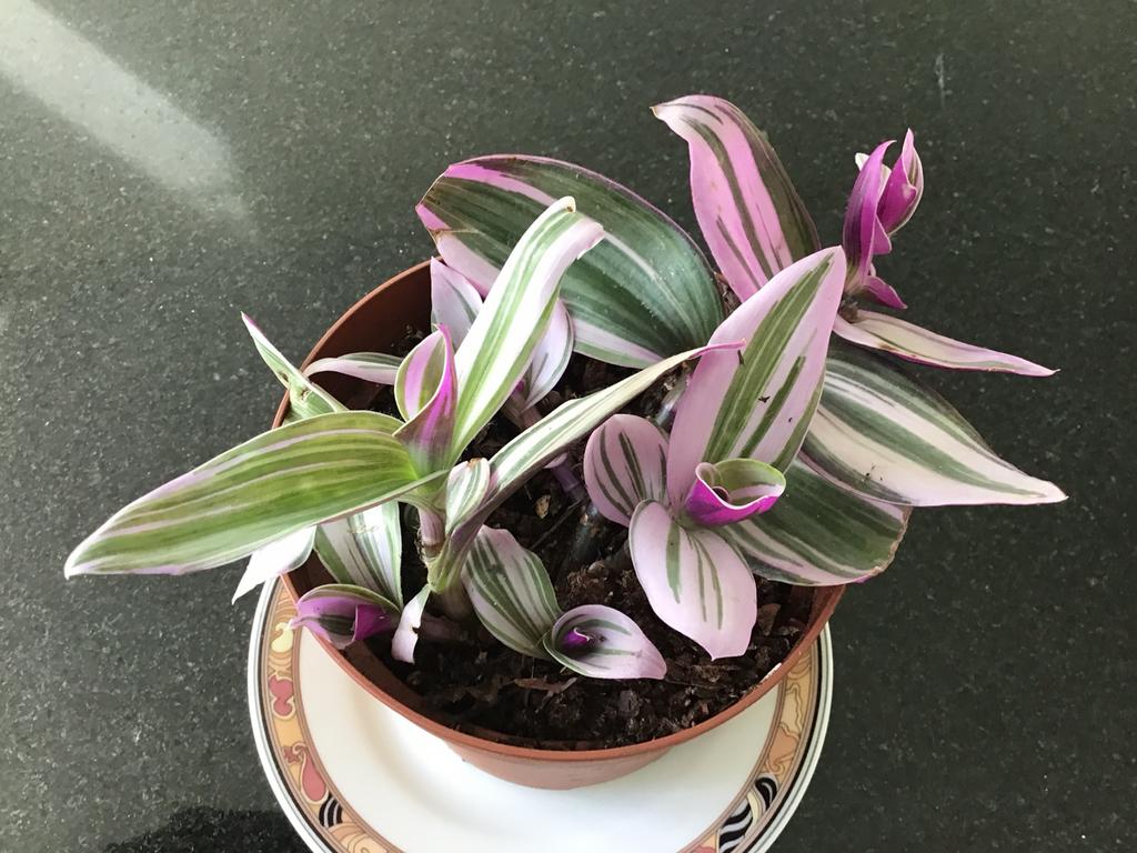 Tradecsancia, Ophalen, Halfschaduw, Minder dan 100 cm