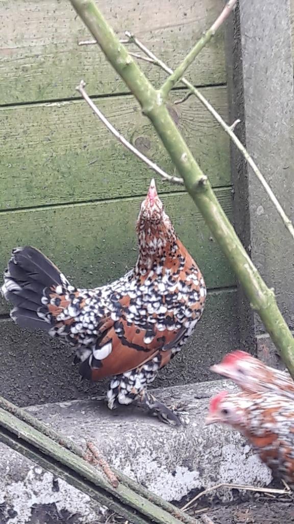 Broedeieren sabelpootkrielkip porselein, Dieren en Toebehoren, Geslacht onbekend, Kip