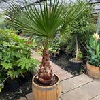 Wijnvaten beplant met mooie olijfbomen en palmen, Ophalen of Verzenden, Vaste plant