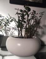 Mooie dikke terracotta bloempot wit handwerk H16/D22,5cm, Rond, Ophalen of Verzenden, Zo goed als nieuw, Balkon