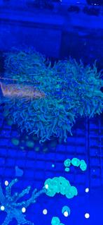 Torch koraal zeewater aquarium, Overige typen