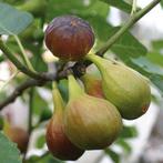 Ficus carica - Vijg ‘Brown Turkey’, Bio (nog 5), Minder dan 100 cm, Lente, Volle zon, In pot