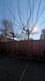 Leiboom / dak plataan, Tuin en Terras, Planten | Bomen, Bloeit niet, Leiboom, 250 tot 400 cm, Ophalen