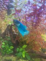 Betta vis man, Dieren en Toebehoren, Vis, Zoetwatervis