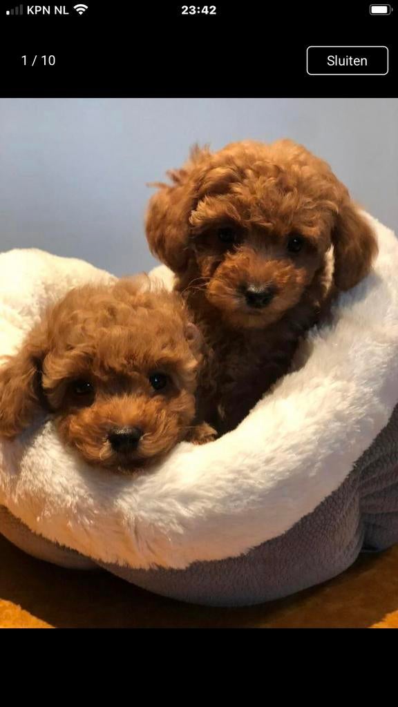 Prachtige pups ( Maltezer met Dwergpoedel ) Maltipoo, Poedel, Parvo, Nederland, 8 tot 15 weken