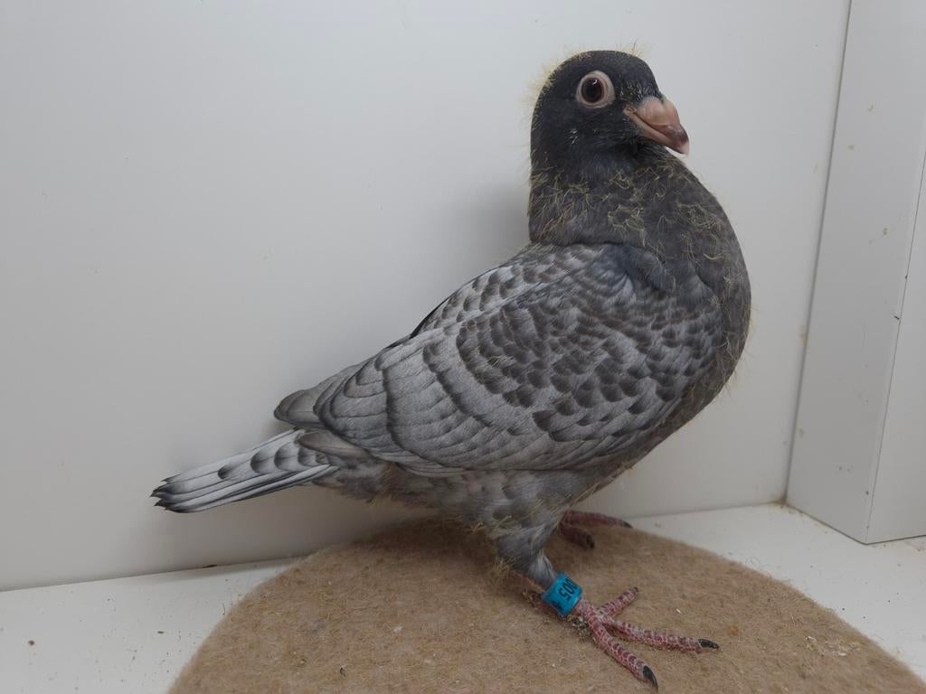 Kleurpostduif kleurpostduiven, Geslacht onbekend, Postduif