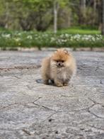 Pomeriaan pups, Particulier, 15 weken tot 1 jaar, Overige rassen, Buitenland