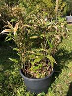 Bamboe met 2 kleuren blad , staat in de kuip dus zo meenemen, Ophalen, Bamboe, Struik, 100 tot 250 cm