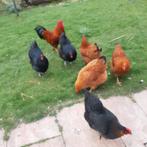 Broedeieren van New Hampshire., Dieren en Toebehoren, Pluimvee, Geslacht onbekend, Kip