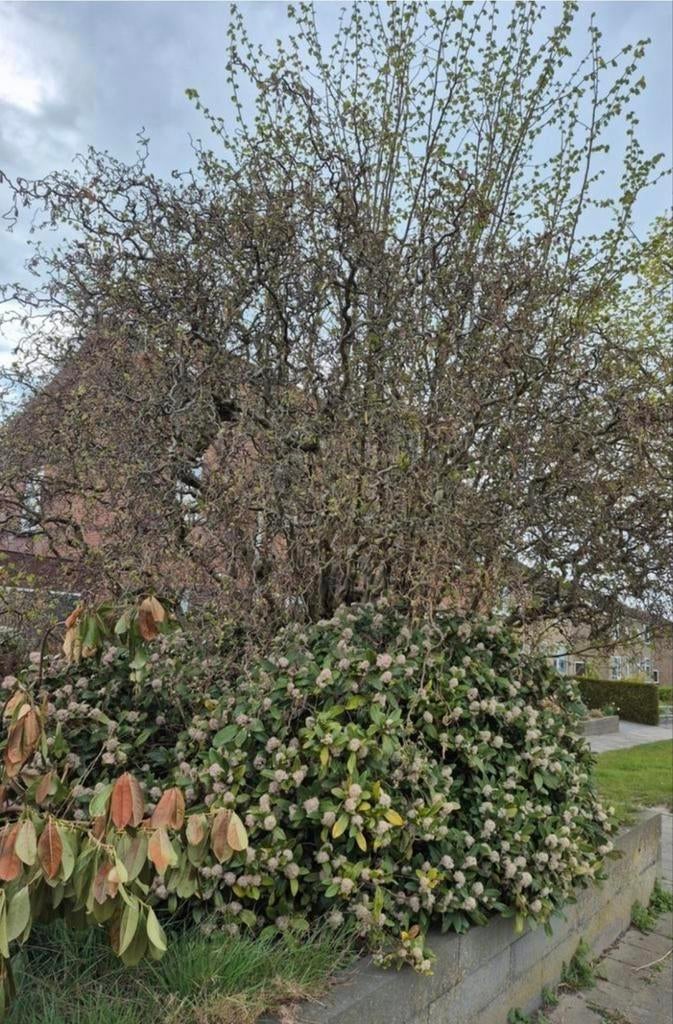 Hazelnootboom GRATIS ophalen, zelfs uitgraven, Tuin en Terras, Planten | Bomen, Ophalen of Verzenden, Volle zon, Overige soorten