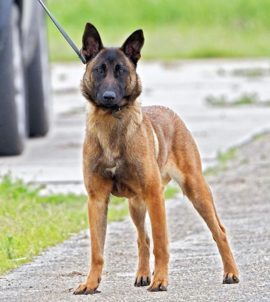 Mechelse herder teef (2 jaar), 1 tot 2 jaar, Teef, Parvo, Eén hond