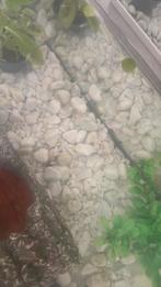 Baby gups, Ophalen, Nieuw, Plant(en), Steen of Hout