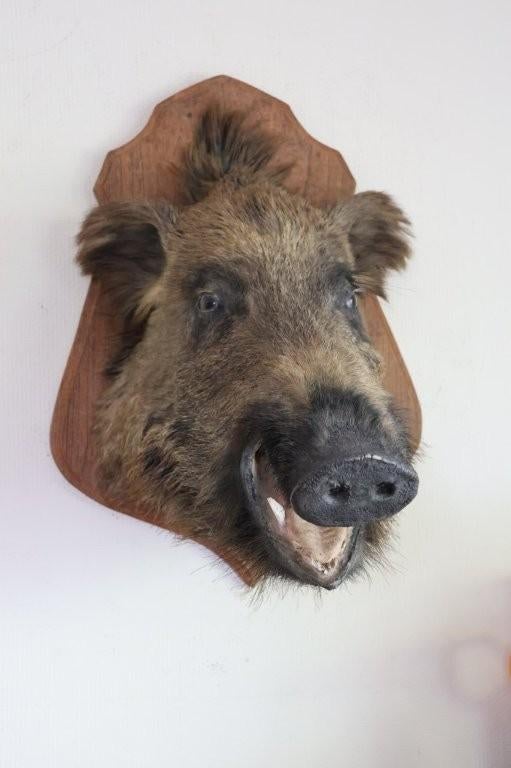 Taxidermie everzwijnkop, Ophalen of Verzenden, Gebruikt, Wild dier, Gewei of Kop