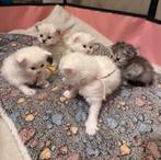Britse langhaar / Maine coon kittens, Meerdere dieren, Ontwormd