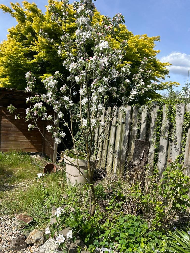 Appelboom gratis ophalen en uit de tuin halen, Tuin en Terras, Planten | Bomen, Overige soorten, 250 tot 400 cm, Volle zon, Lente
