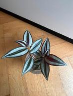 🌱 Vaderplant Trandescantia zebrina gewortelde stekjes, Bloeiende kamerplant, Ophalen, Halfschaduw, Minder dan 100 cm