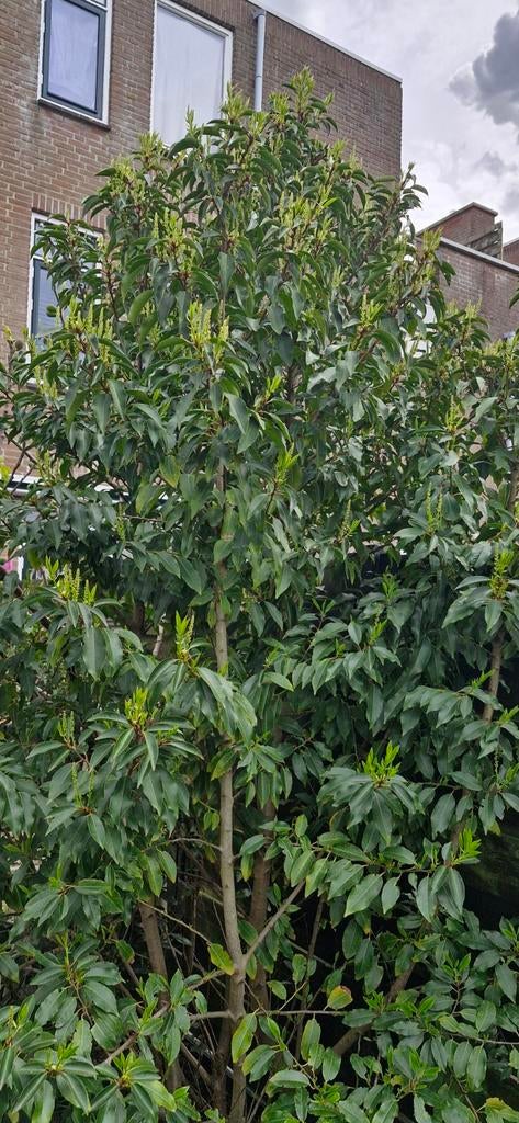 GRATIS Grote s'winters  groenblijvende struik/boom, Tuin en Terras, Planten | Bomen, Ophalen, Lente, Volle zon, Overige soorten