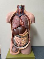 MODEL BUSTE TORSO SOMSO AS12 MAN 12-delig ANATOMIE, Ophalen, Zo goed als nieuw, Meerdere media