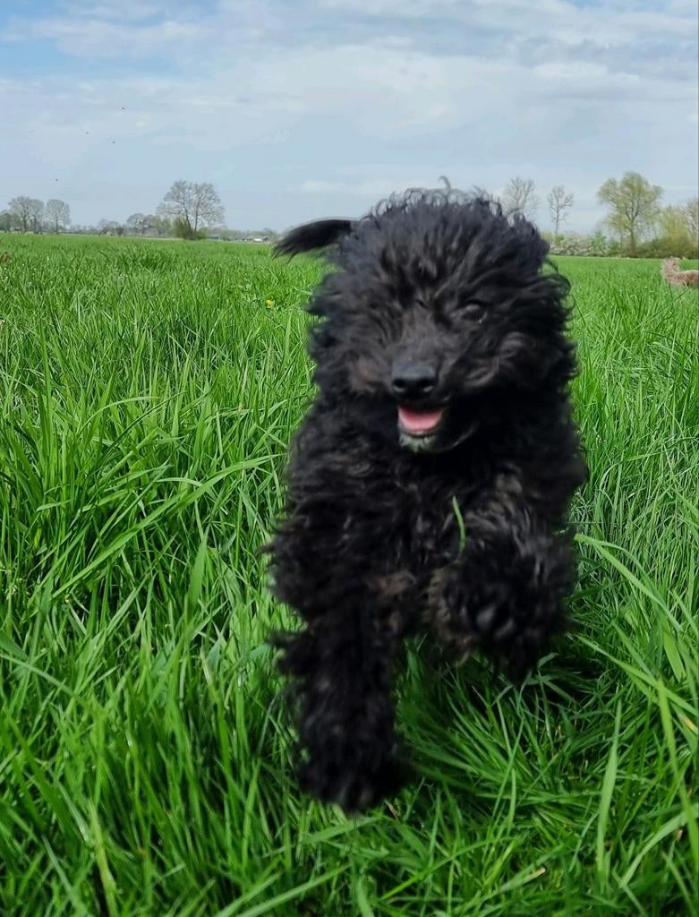 Dwergpoedel, Dieren en Toebehoren, Parvo, 15 weken tot 1 jaar, Eén hond, Nederland