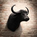 Decoratieve buffelkop, Ophalen of Verzenden