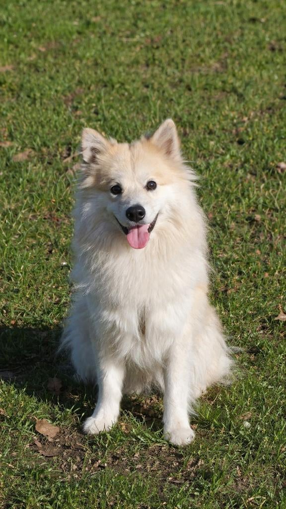 Pomsky, Dieren en Toebehoren, Honden | Poolhonden, Keeshonden en Oertypen, Reu, 1 tot 2 jaar, Poolhond, Parvo