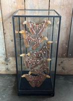 Mooie grote vitrine met 6 Atlasmotten, Ophalen, Nieuw, Insect, Opgezet dier