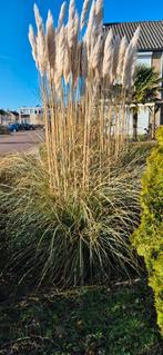Pampasgras, Volle zon, Vaste plant, Siergrassen, Ophalen of Verzenden