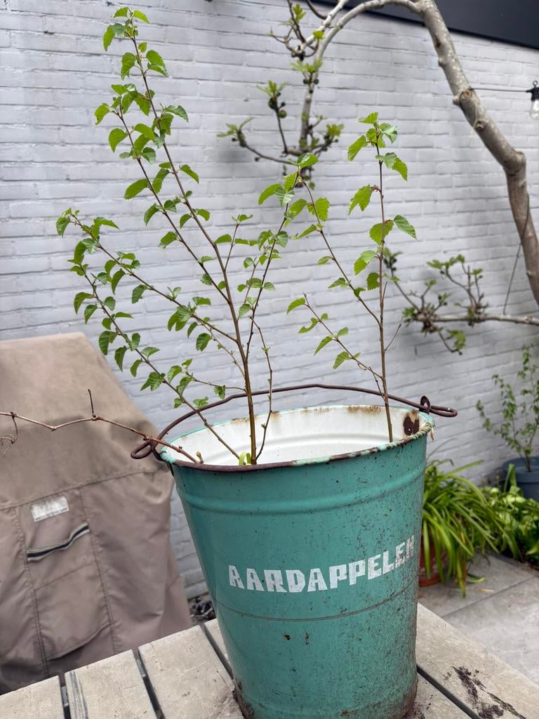 2 berkenboom boompjes berk, Tuin en Terras, Planten | Bomen, Volle zon, Bloeit niet, 100 tot 250 cm, Overige soorten