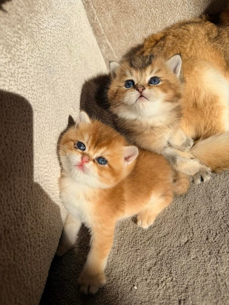 Raszuiver brits korthaar kittens super mooi!, Meerdere dieren, Ontwormd