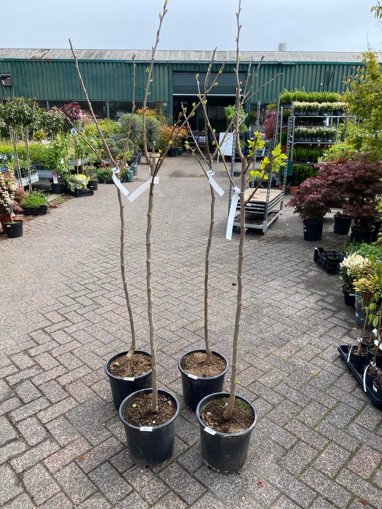 Kaki 'Rojo Brillante' - Zoete Vruchten voor uw Tuin, Tuin en Terras, Planten | Bomen, Overige soorten, 100 tot 250 cm, Volle zon