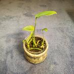 Gewortelde kleine stekjes van de monstera, Ophalen, Halfschaduw, Minder dan 100 cm